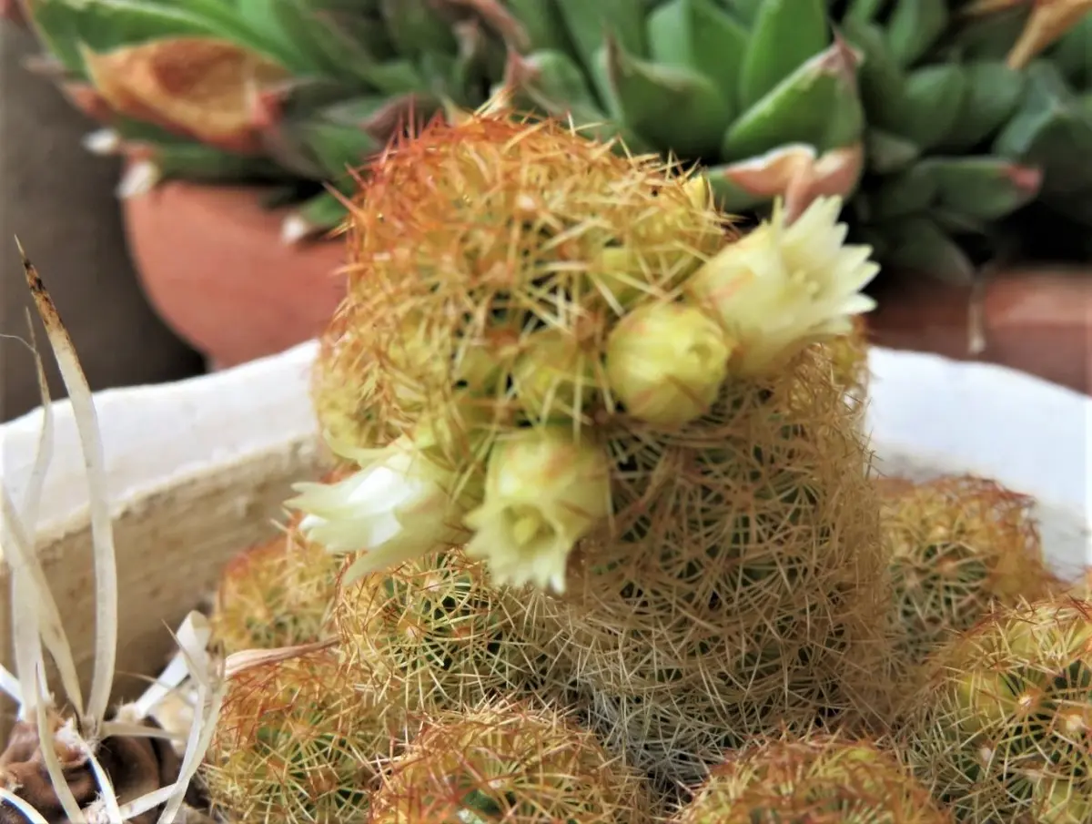 サボテン黄金司(こがねつかさ)の花「🌵No.1我家のサボテンたち🌵」の