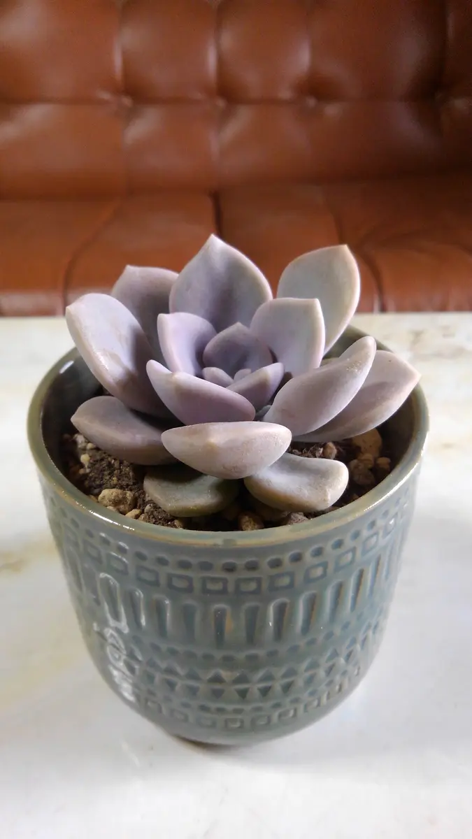 月下牡丹(グラプトベリア属)とっても「Meruの多肉植物たち」の