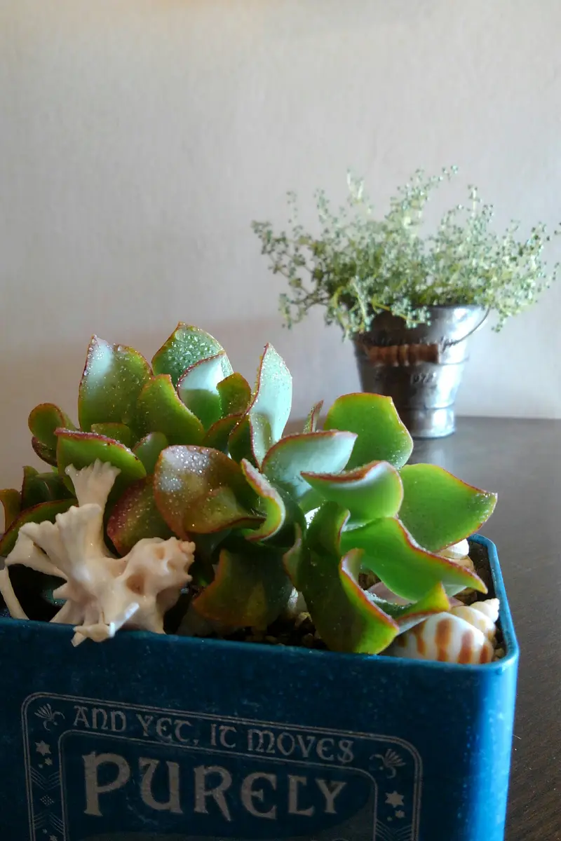 去年から育てている、リップルジェイド(...「Meruの多肉植物たち」のアルバム-みんなの趣味の園芸1178931