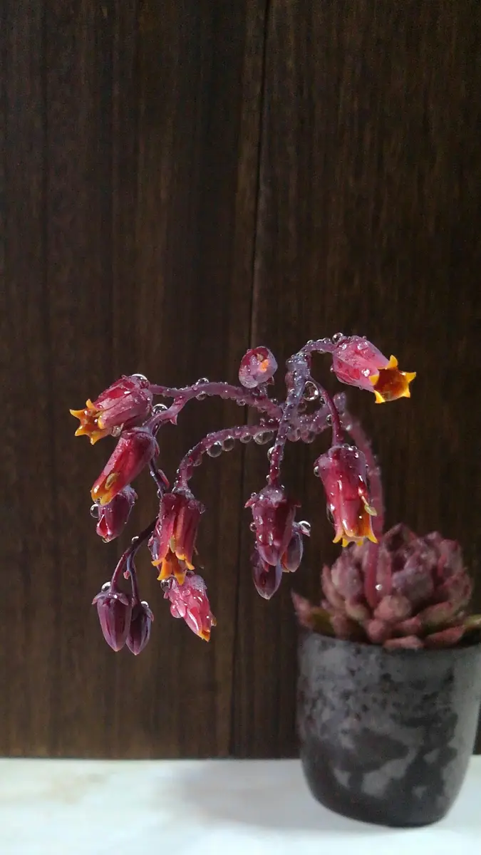 史上最も激安 ブラッドマリア×リンゼアナ(エケベリア「Meruの多肉植物たち エケベリア・セダム