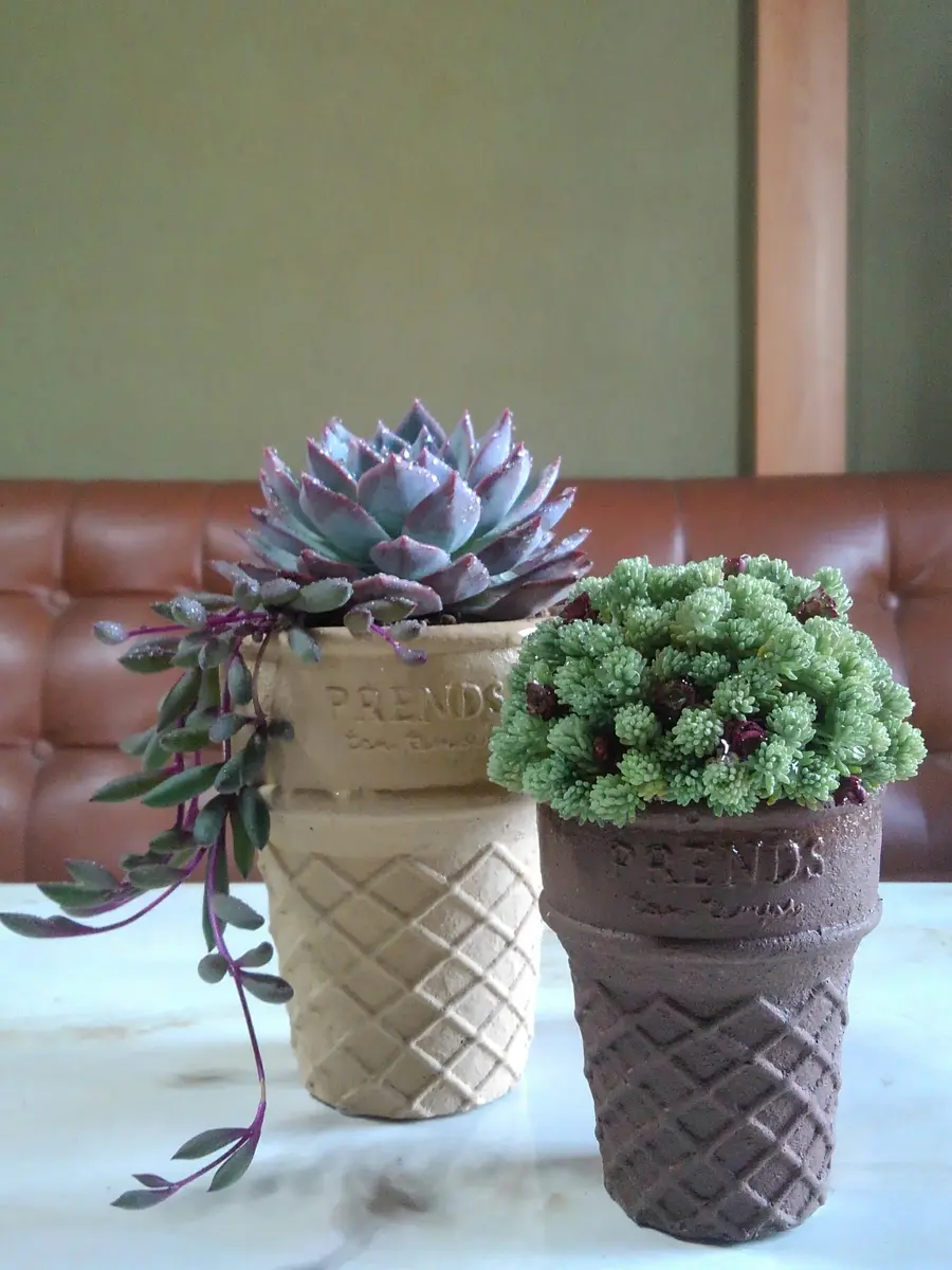 可愛いアイスクリームコーン型の鉢を見「Meruの多肉植物たち」の