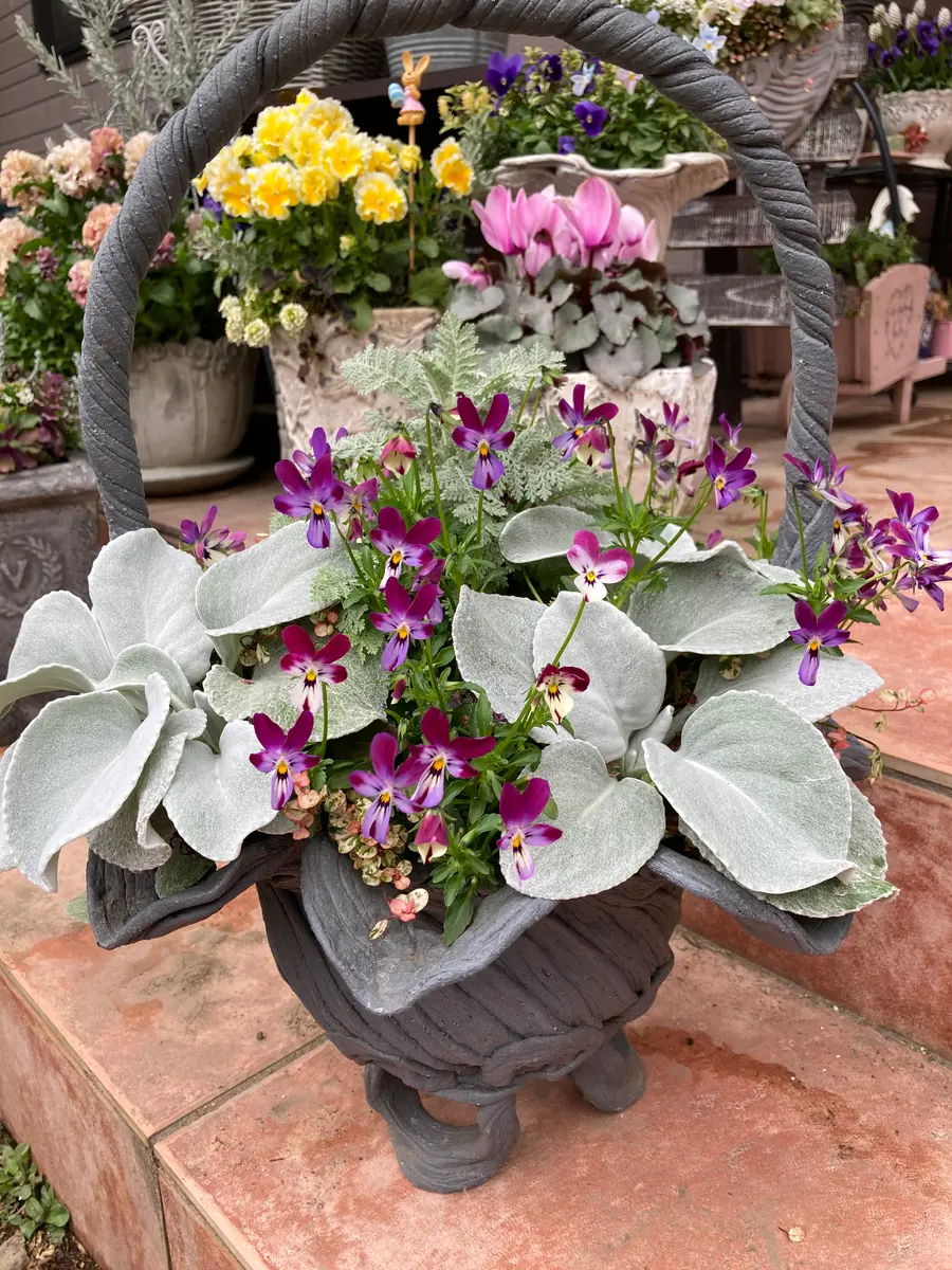 もふもふのエンジェルウィングスが大「寄せ植え🌼＆ギャザリング