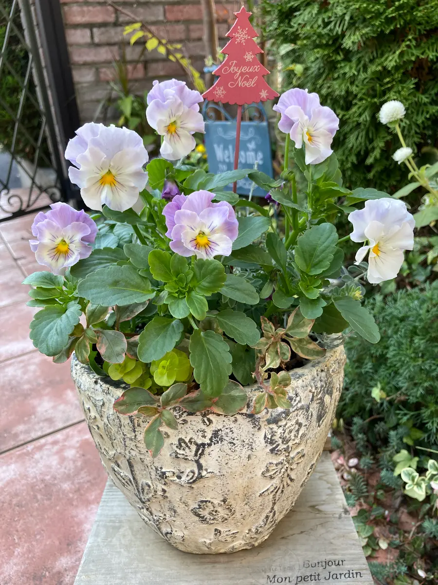 シエルブリエ 寄せ 植え 寄せ植え