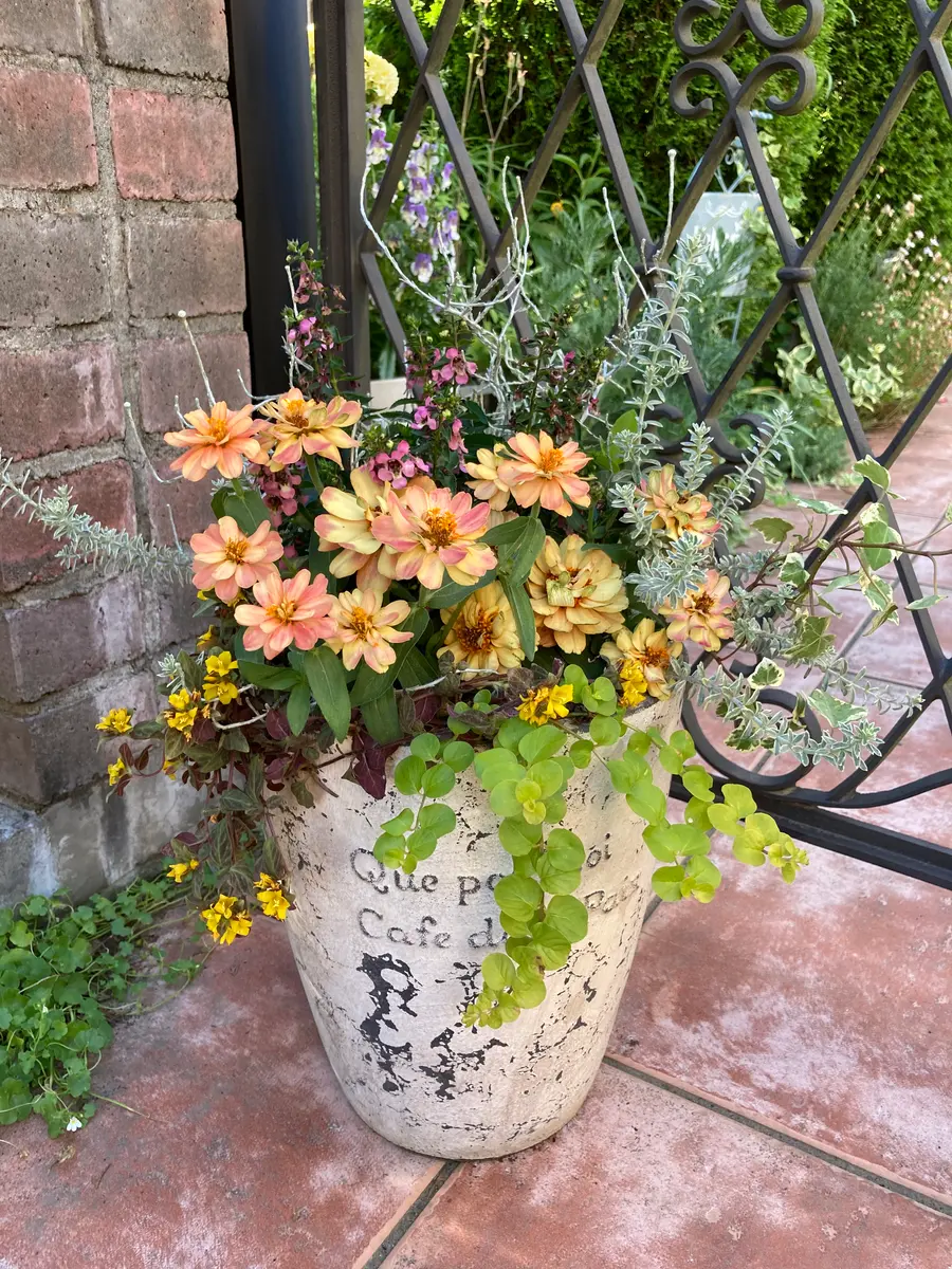 夏仕様の寄せ植え🤗ジニア、アンゲロニ「寄せ植え🌼＆ギャザリング