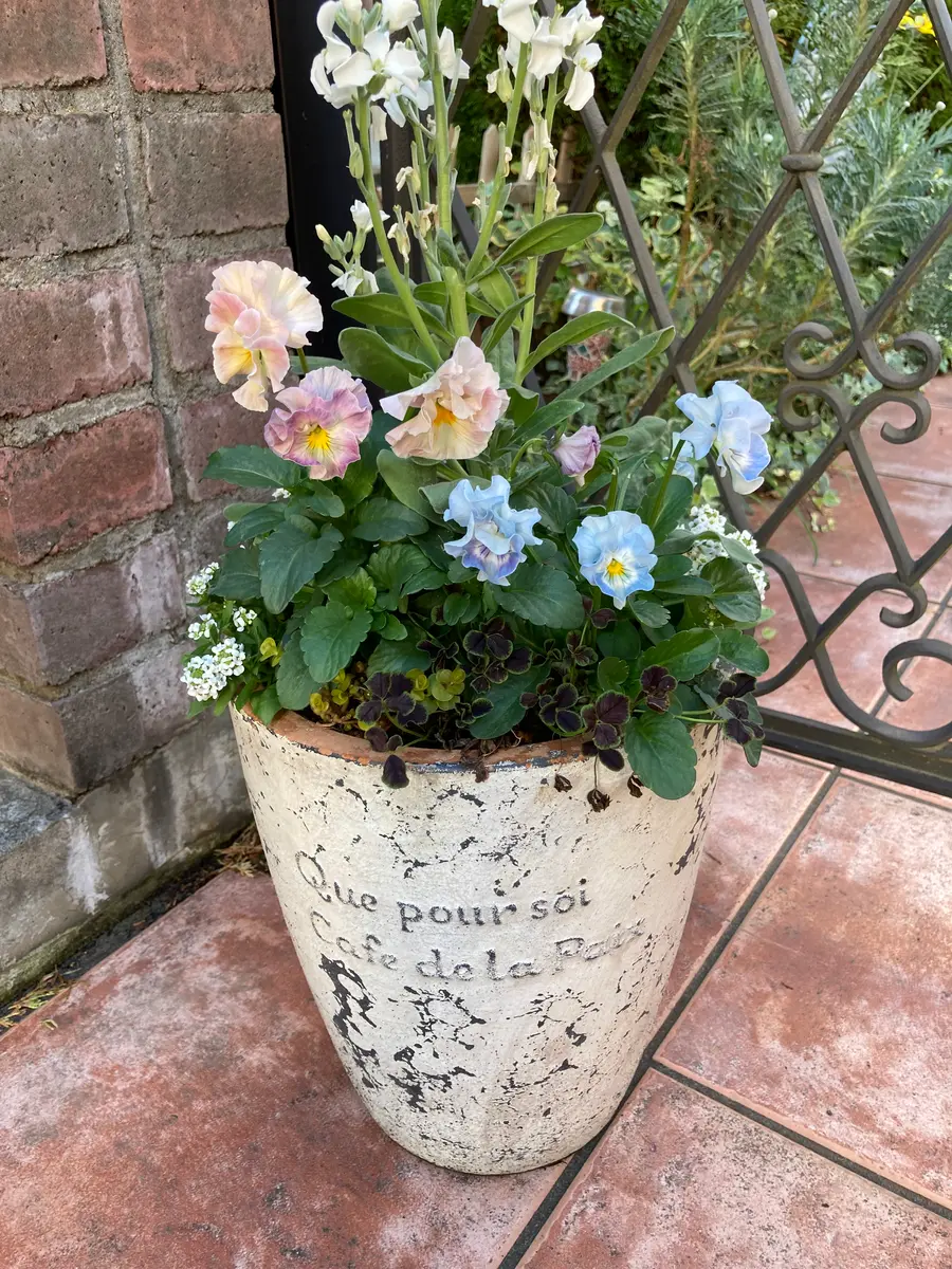 シエルブリエ様寄せ植え💕「寄せ植え🌼＆ギャザリング💕」のアルバム