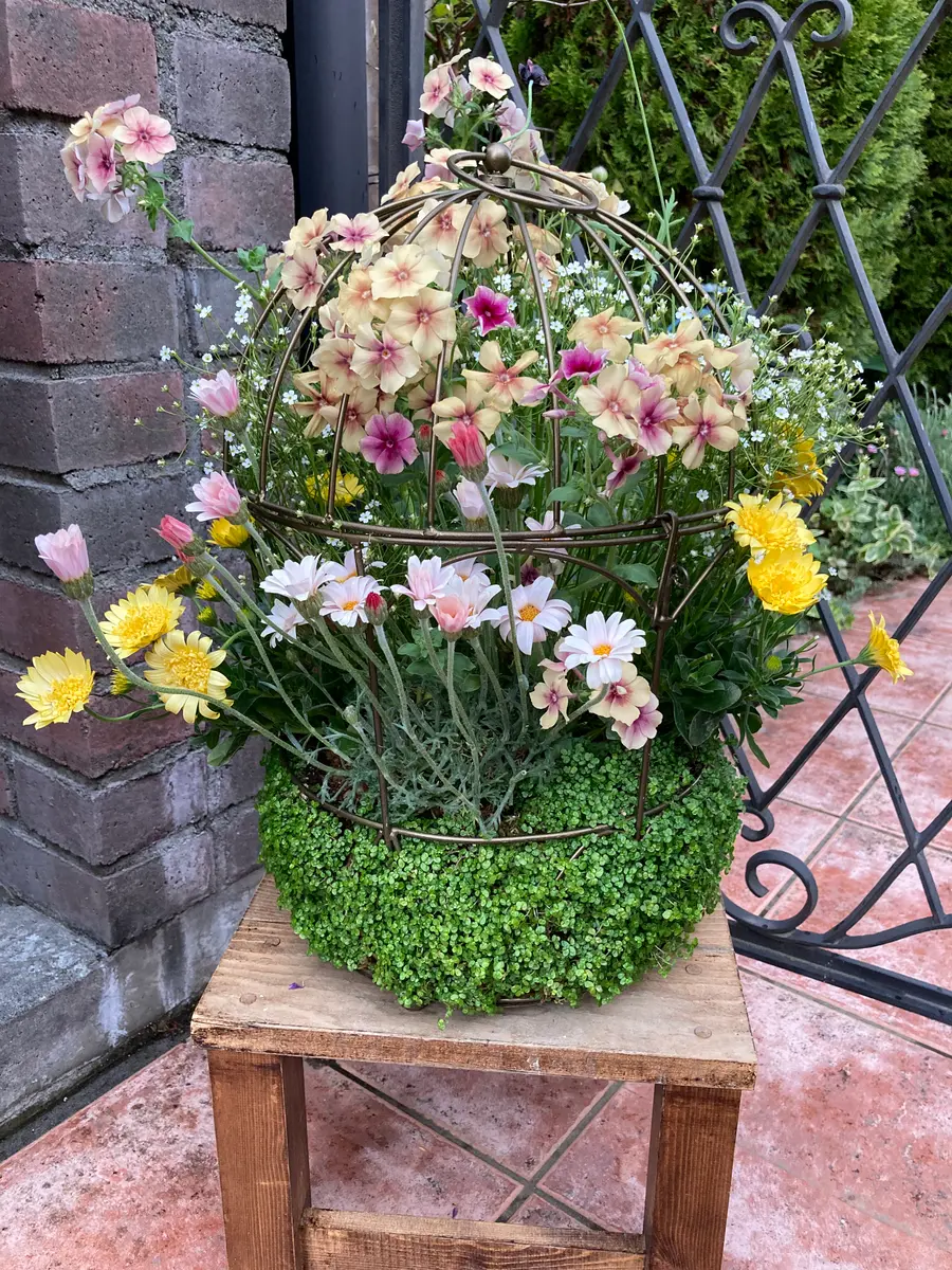 1週間過ぎた鳥カゴベビーティアーズ🤗「寄せ植え🌼＆ギャザリング