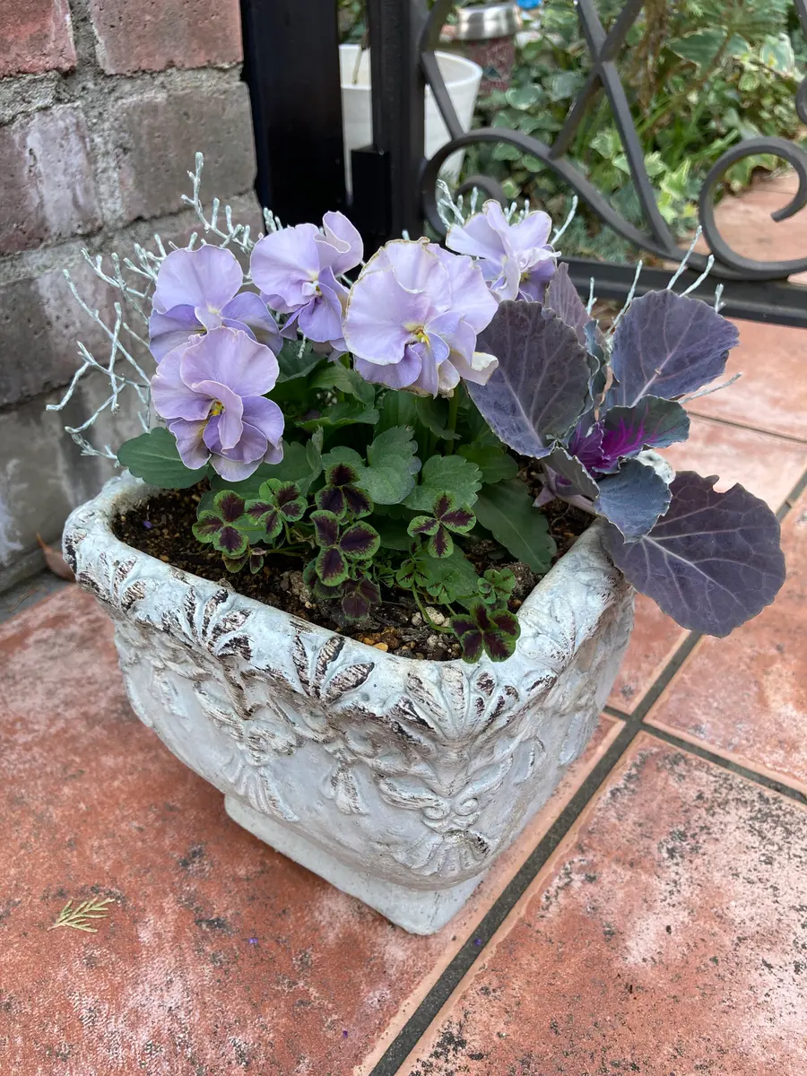 プチトリアノン ローランサングレーの「寄せ植え🌼＆ギャザリング