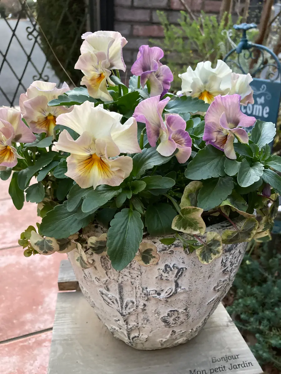 シエルブリエ💕株が大きくなり、花付き「寄せ植え🌼＆ギャザリング