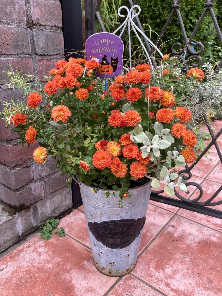 2年目のマム💕立派に成長しました😊「寄せ植え🌼＆ギャザリング💕」の