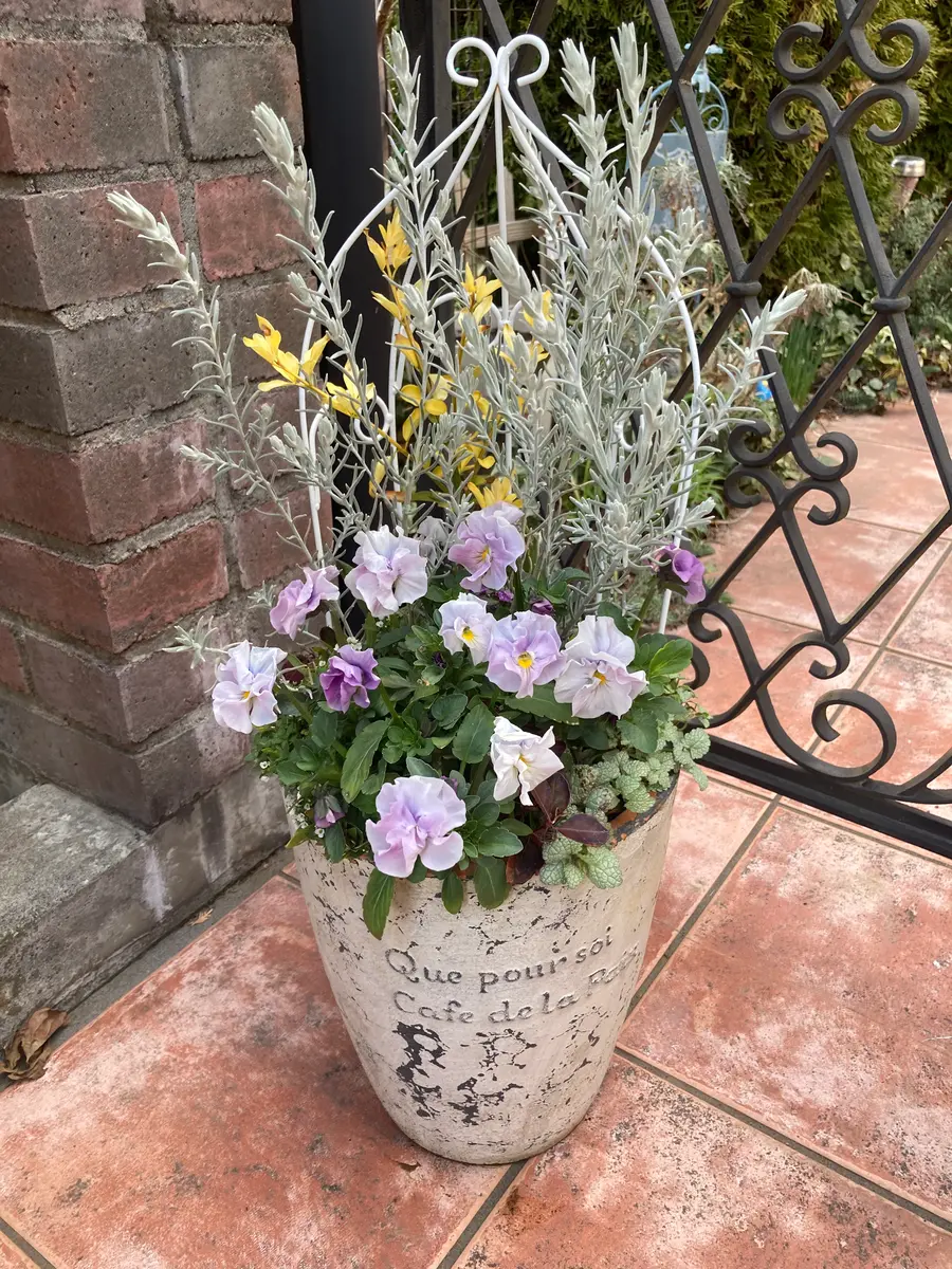 エレモフィラニベアがしなやかになり、「寄せ植え🌼＆ギャザリング