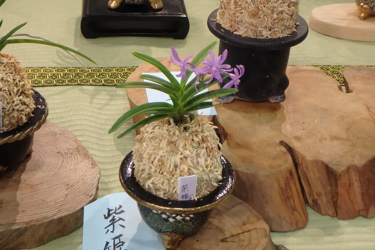 富貴蘭　紫姫　1条 富貴蘭 紫姫 花付き - メルカリ
