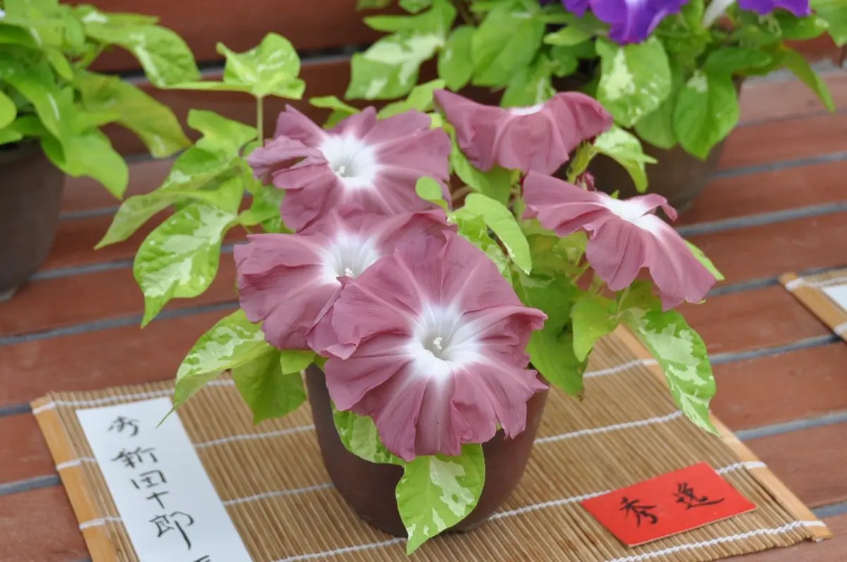 活動歴および当時の関連ビジュアル記録