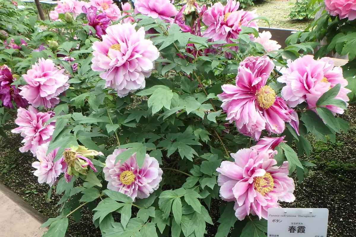 ❤️セール❤️940 【いちごみるく→紅ピンク発色】芳香⭐️特殊