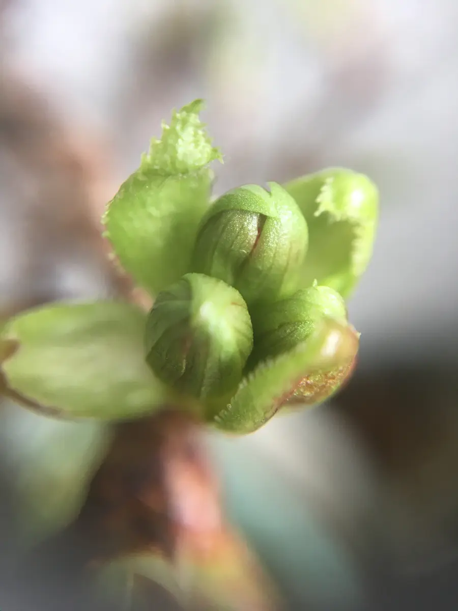 旭山桜旭山桜の蕾もうひと息来週の「開花を待つ蕾たち♪」の