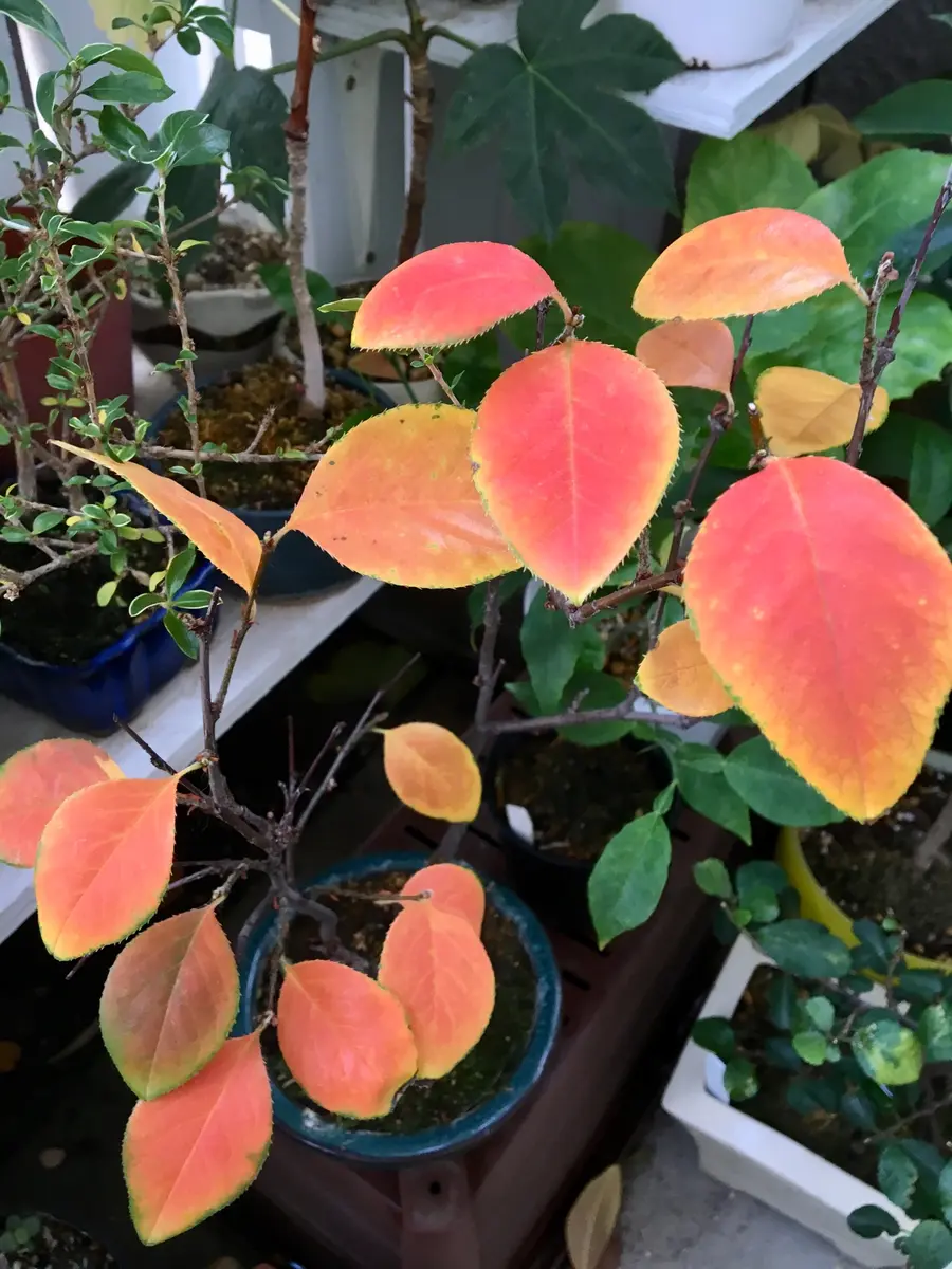 かりん夏の深い緑の葉から赤い葉っぱ「紅葉した葉っぱたち