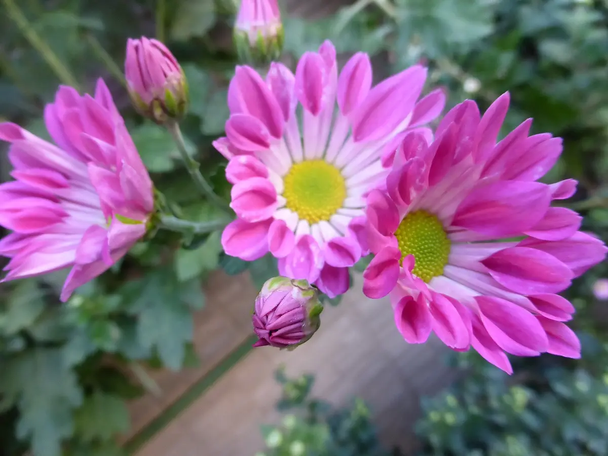 菊の花。濃いピンクに真ん中はグリーン「11月の花。」のアルバム