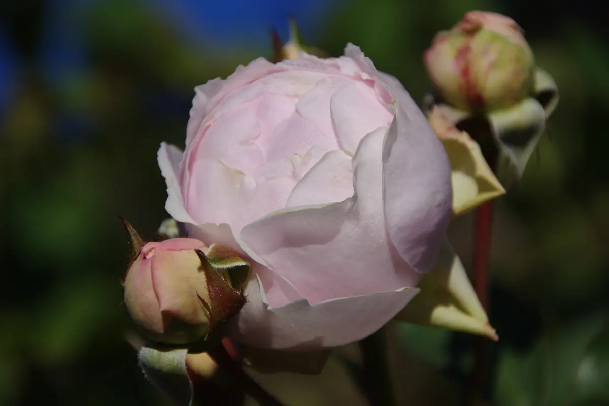 クリスティアーナ 秋バラ「2017年の薔薇 その2」のアルバム