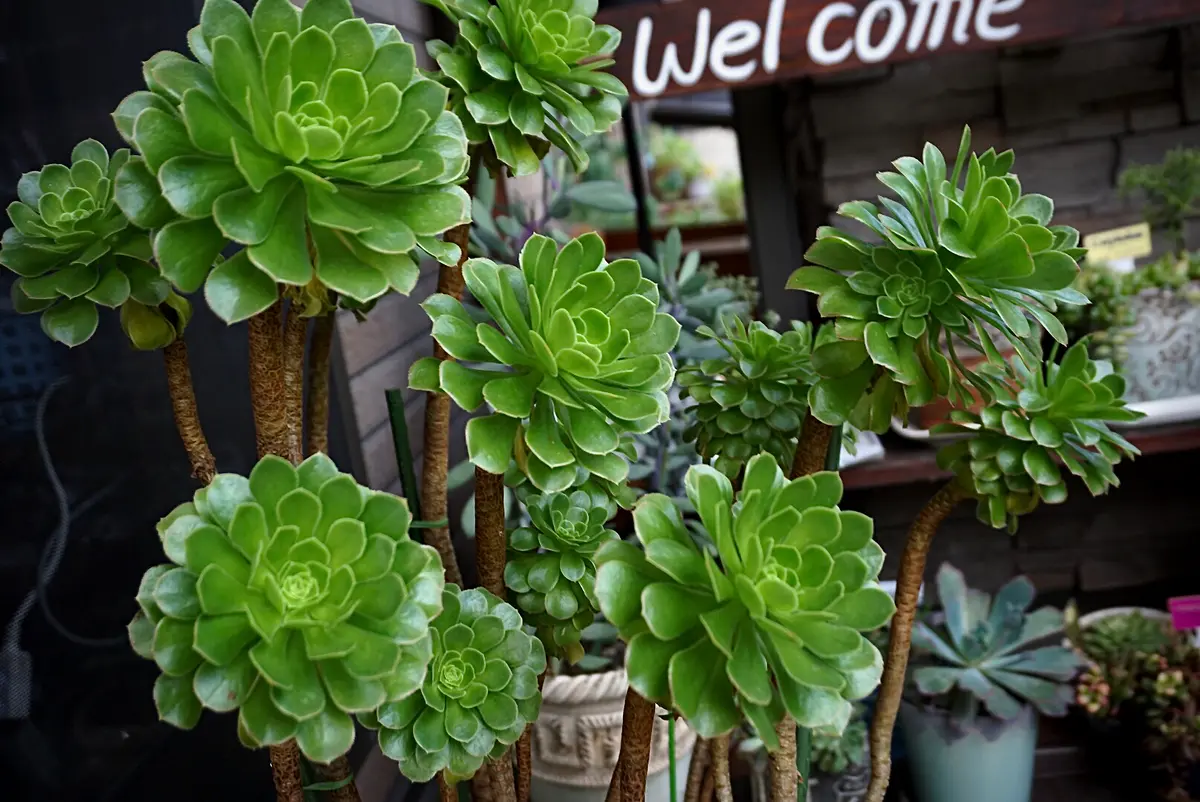 アエオニウムバルサミフェルムとっ「2017年~2020年多肉の寄せ植えと