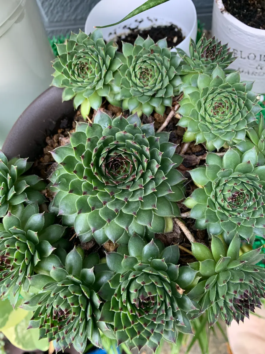 Climax Sempervivum センペルビブム （センペルビウム
