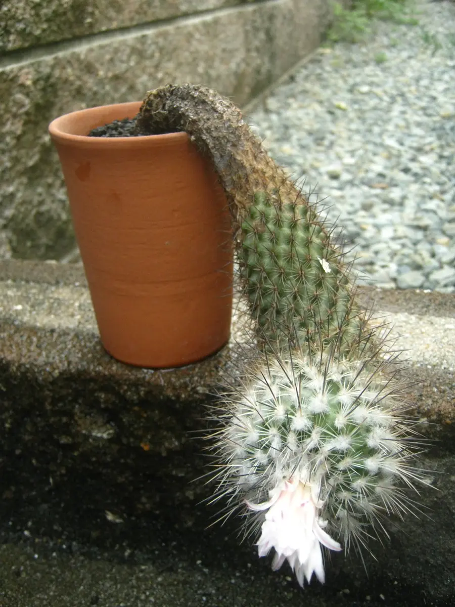 ツルビニカルプス（ギムノカクタス）属「カクチ」のアルバム