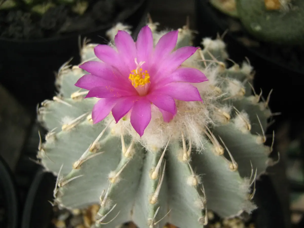 サボテン　メキシカーナ　開花球 サボテン メキシカーナ 開花球 【公式通販】
