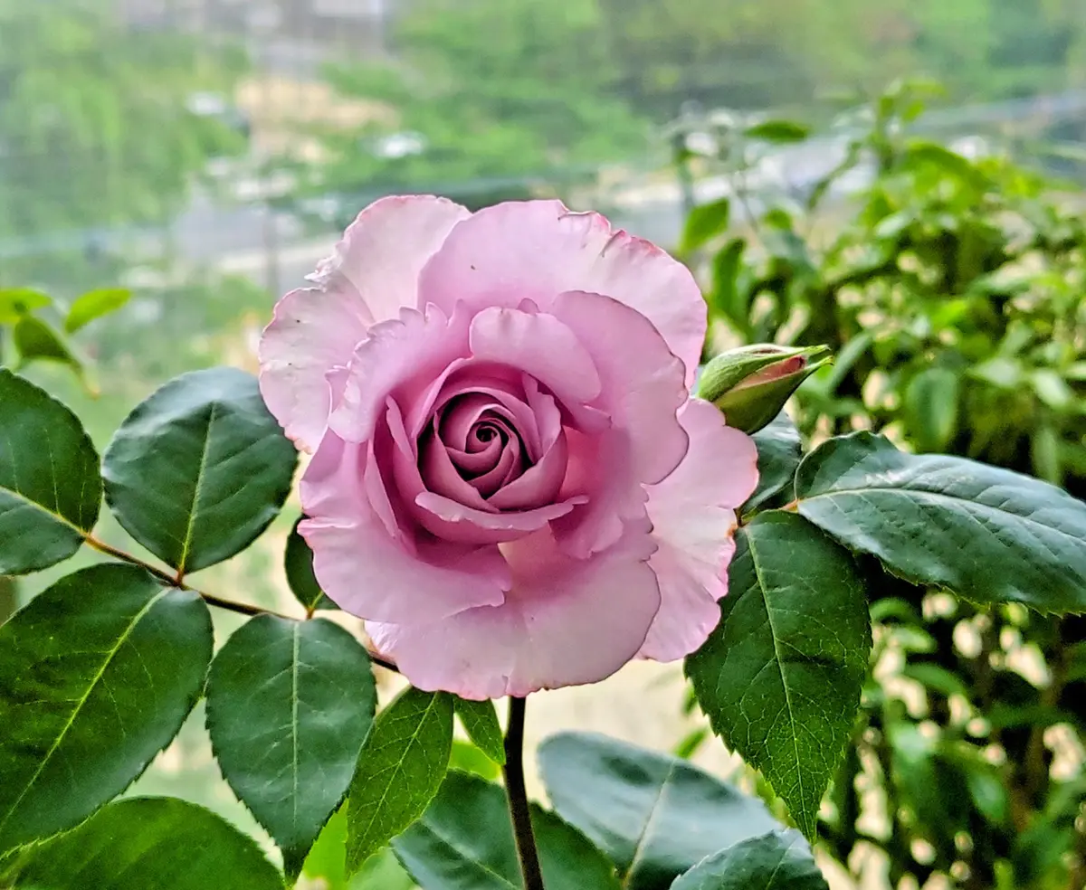 薔薇＊イエライシャン今年も咲き始め「花たち」のアルバム-みんなの
