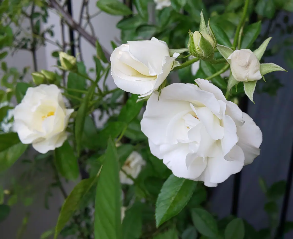 薔薇＊サマースノーひらひらの花びら「花たち」のアルバム-みんなの
