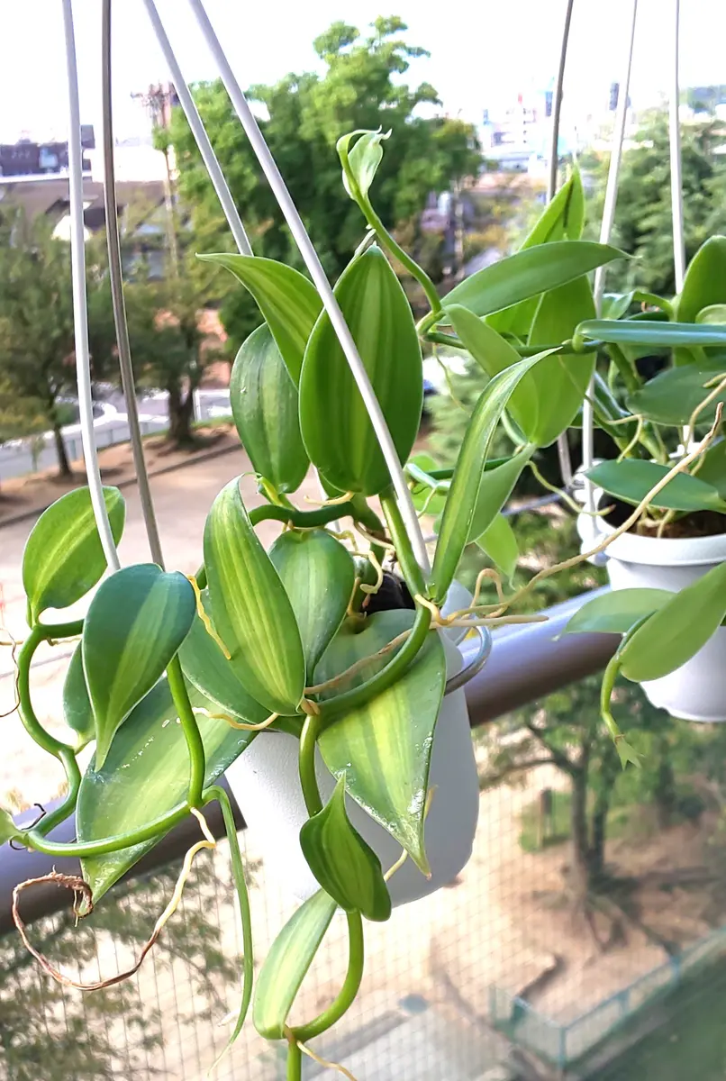 バニラビーンズ　バニラ　斑入り　a バニラビーンズ バニラ 斑入り a バニラビーンズ