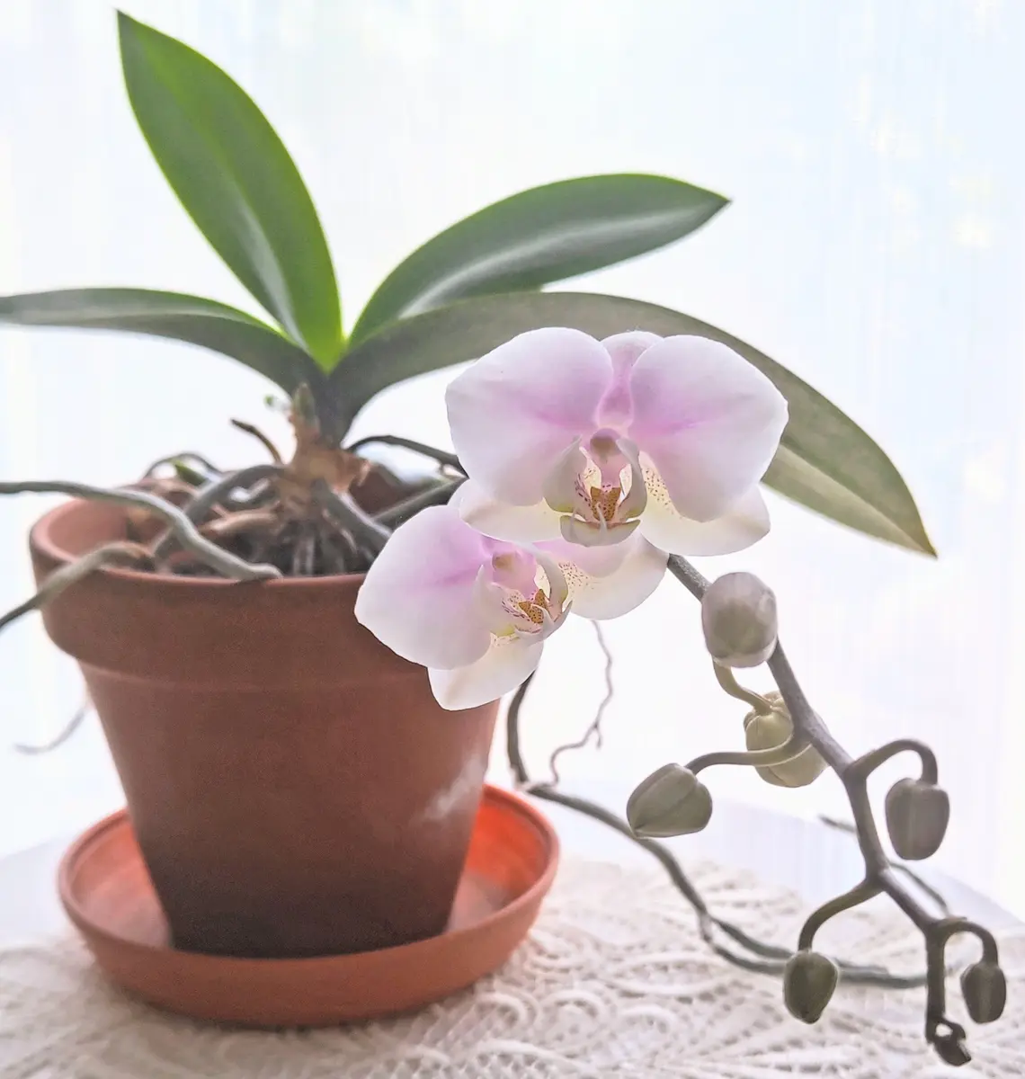 大輪胡蝶蘭 胡蝶蘭　ファレノプシス　フレックルズ　こちょうらん　ピンロンチェリス ピンク大輪胡蝶蘭3本立ギフト（50輪以上） - 胡蝶蘭専門ショップ