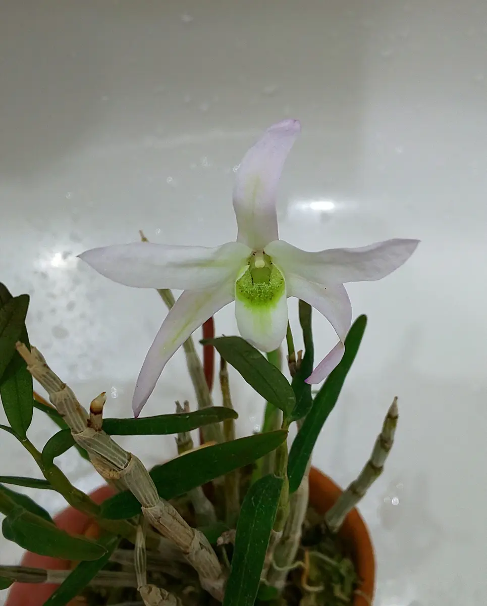 セッコク＊那智緑淡いピンク色と黄緑「花たち」のアルバム