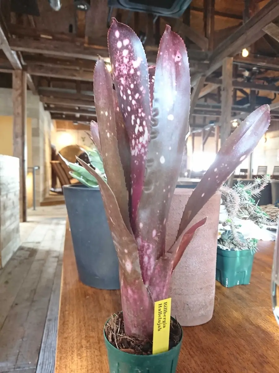 激レア】ショウジョウアナナス ビルベルギア 国内流通極少 希少植物