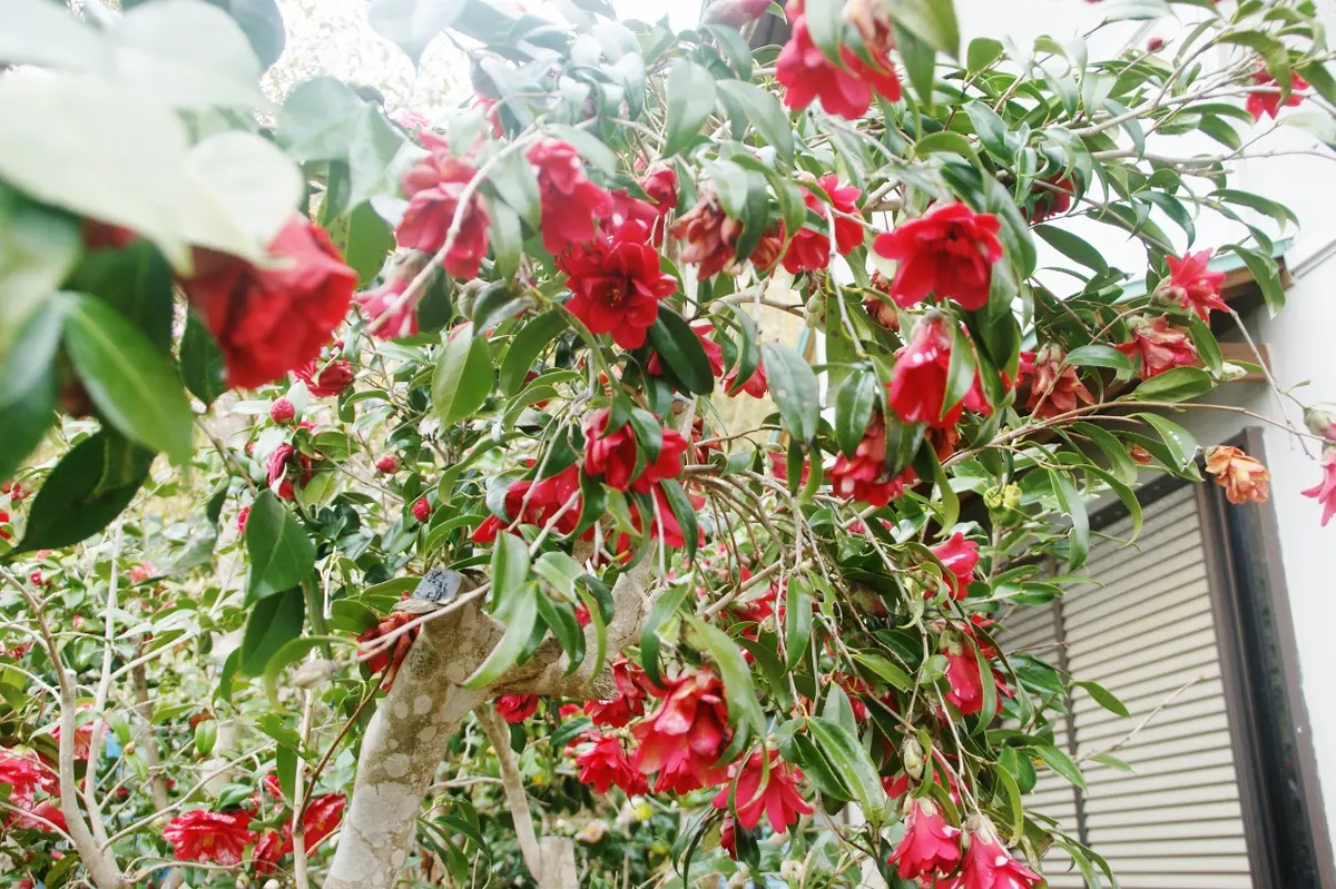 孔雀椿枝垂性「我が家のツバキ」のアルバム-みんなの趣味の園芸569060