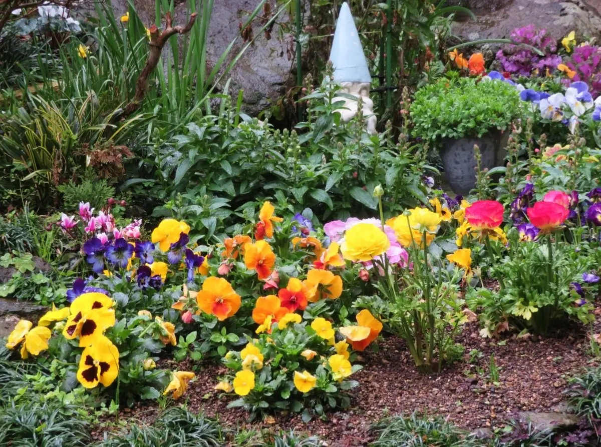 商談中 №2265 ミニチュアフラワー パンジーの寄せ植え 新しき 