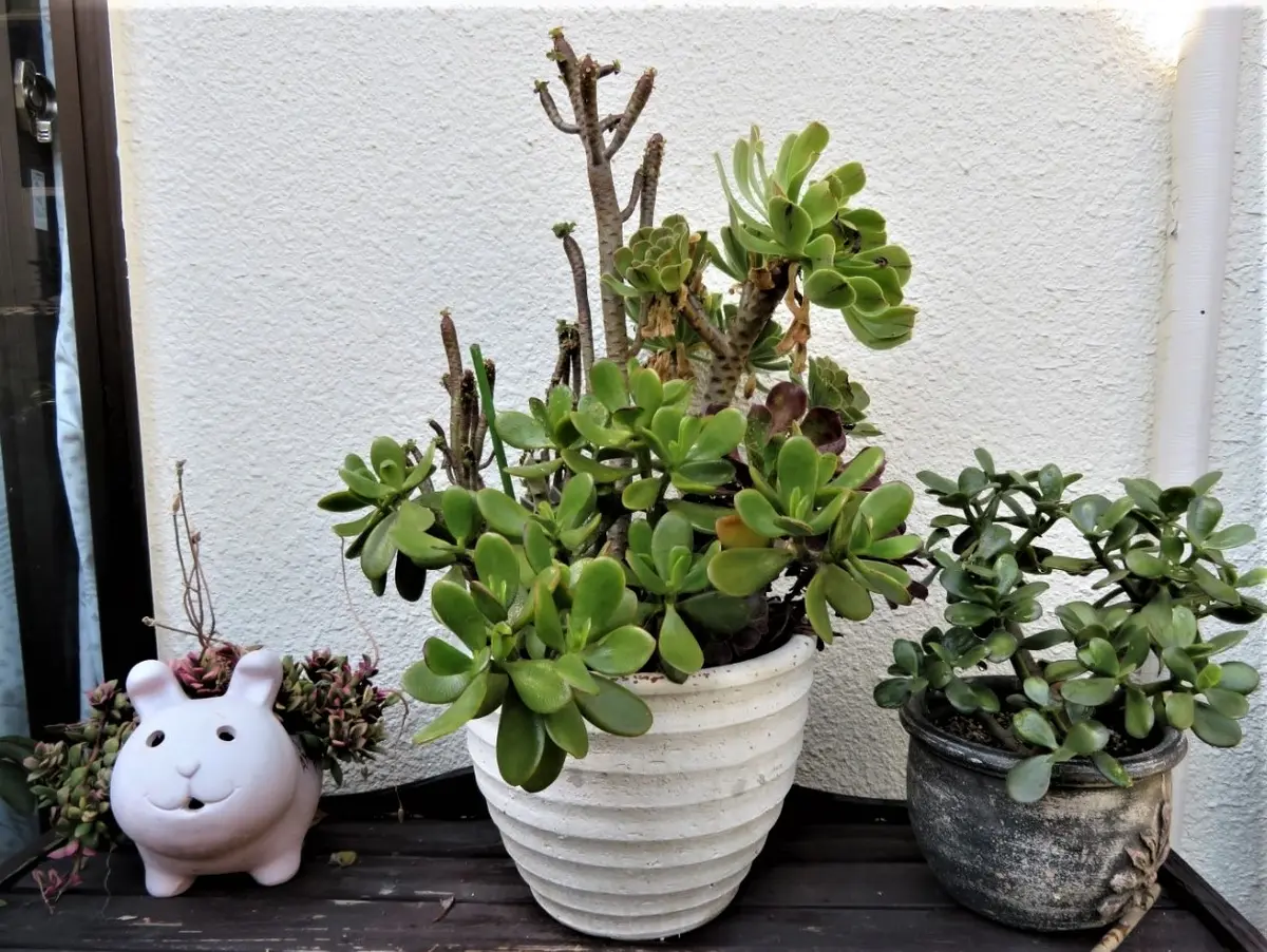 📷エアコン室外機の上に置いてる多肉植「🌵No.2我家の多肉植物たち