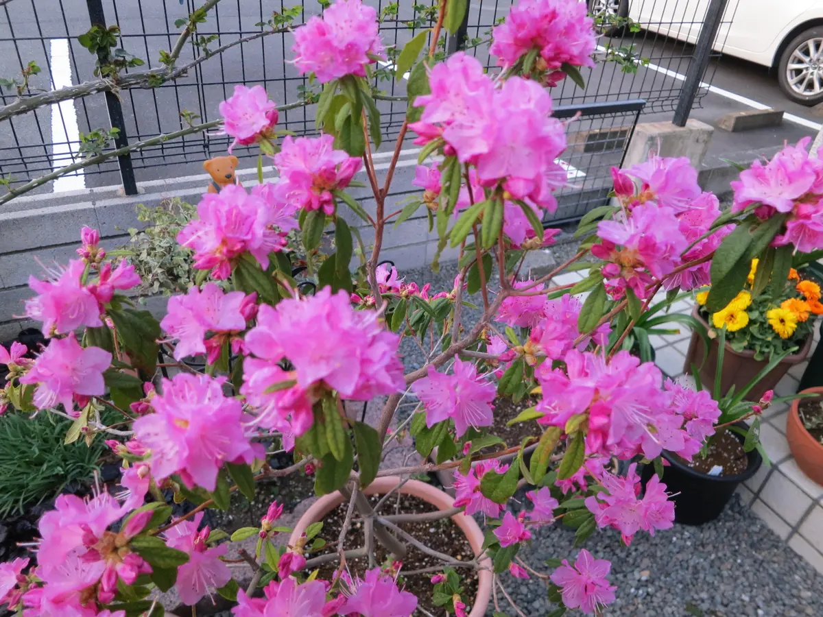 鉢植えのツツジが満開になりました。ピ「10年目の庭」のアルバム