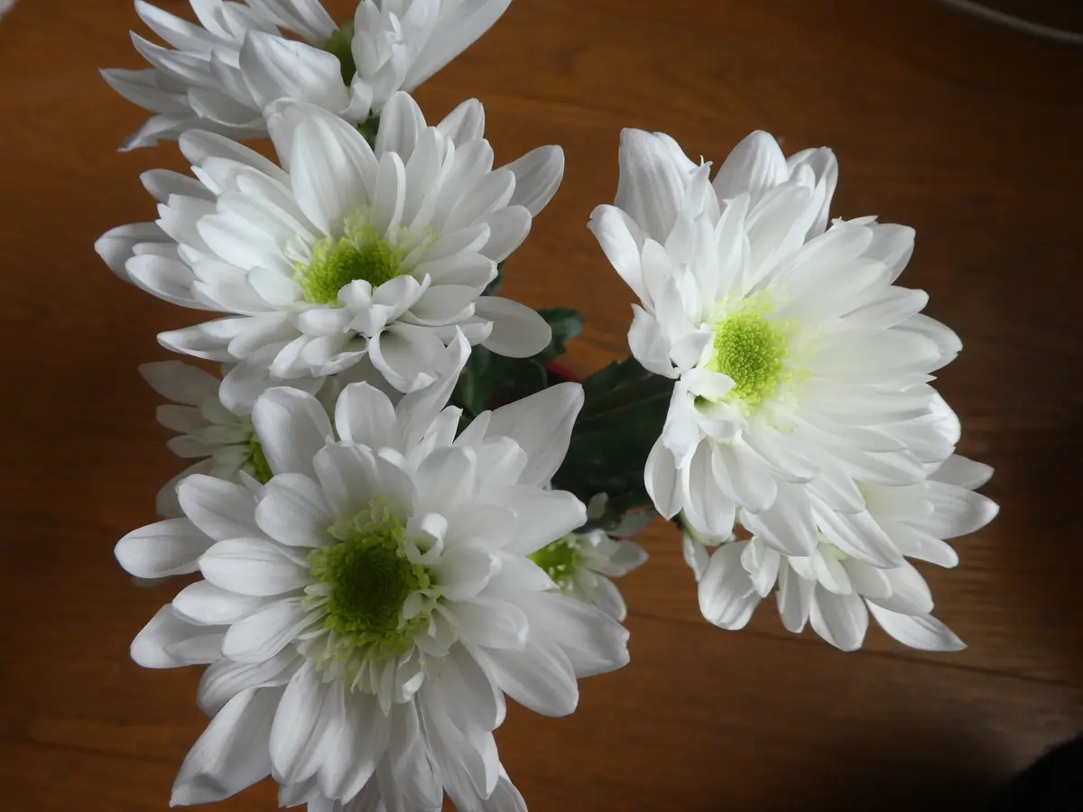 スプレー マム 花 言葉