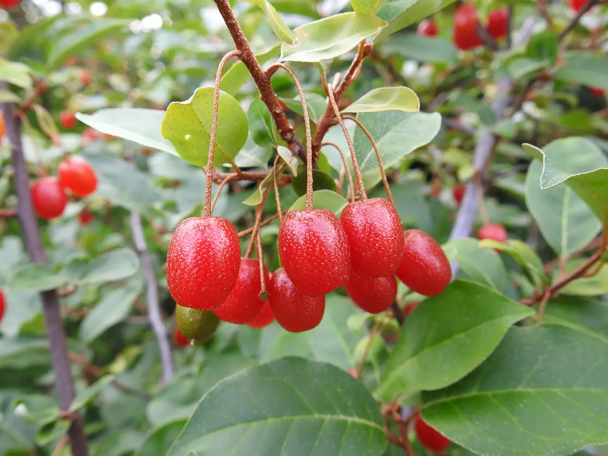 ダンスク 赤い実 ダンスク 赤い実 楽天市場】【DANSK】ダンスク