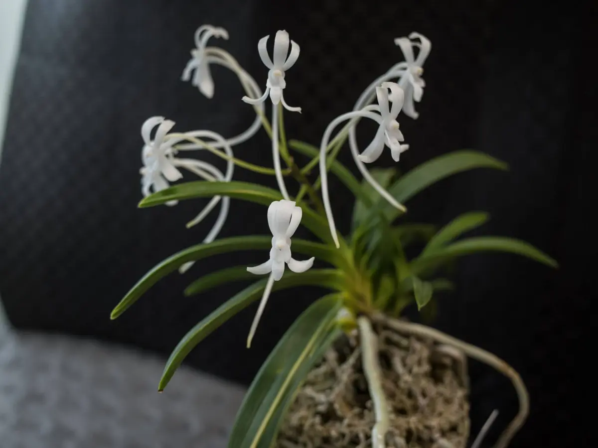 金広錦「富貴蘭」のアルバム-みんなの趣味の園芸545534