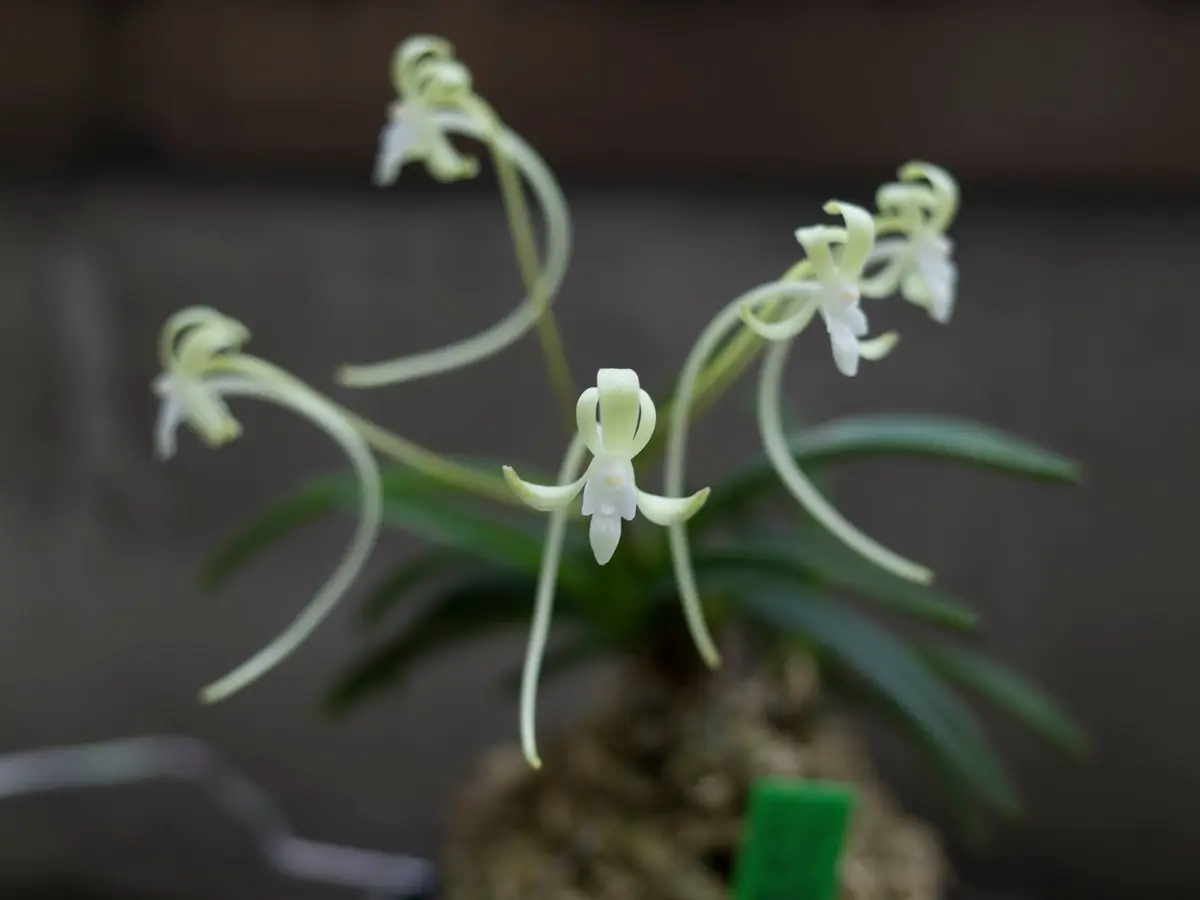紀州緑風「富貴蘭」のアルバム-みんなの趣味の園芸545536