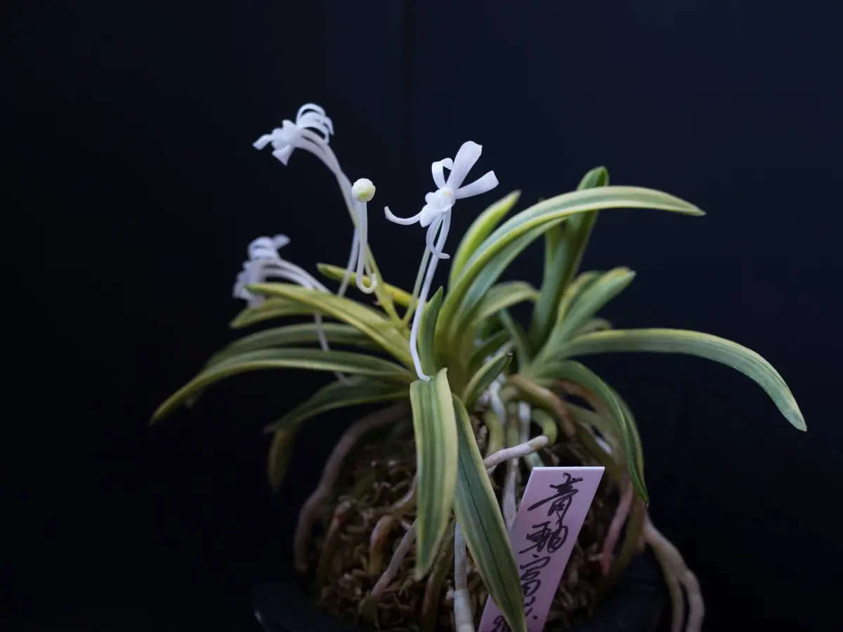 青軸富嶽「富貴蘭」のアルバム-みんなの趣味の園芸545541