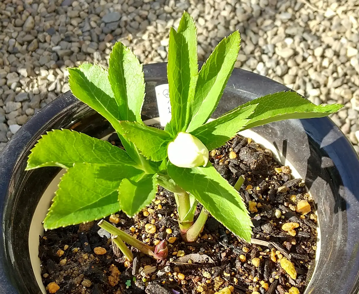 クリスマスローズ 毬姫 Sdピコ クリスマスローズ開花株 DD毬姫イエロー