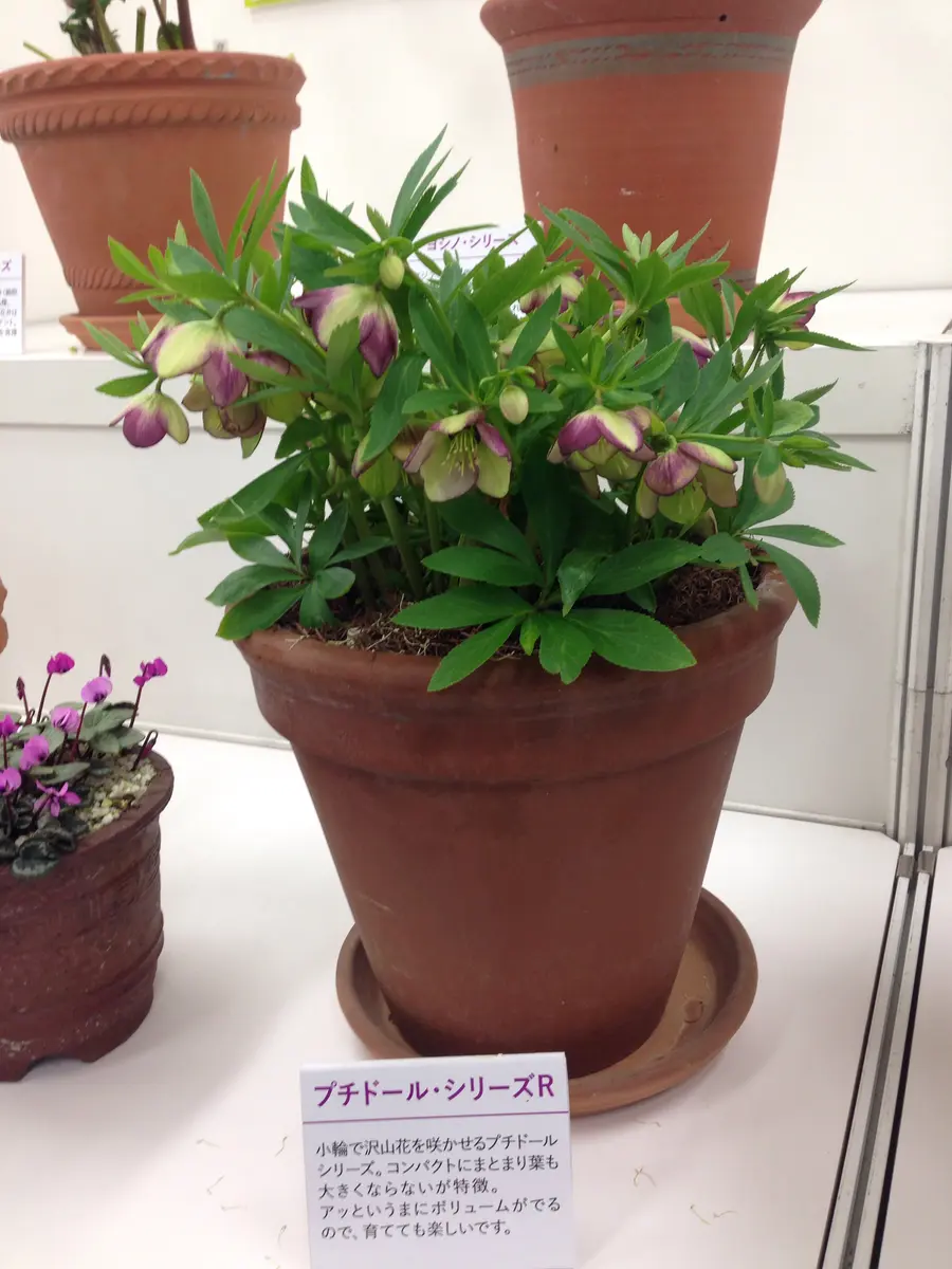 プチドールシリーズR』横山園芸「第16回クリスマスローズの世界展」の