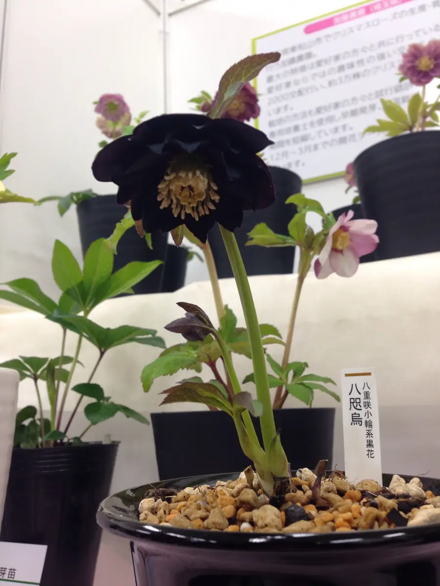 大人気 八咫烏』加藤農園「第16回クリスマスローズの世界展」のアルバム 鉢花