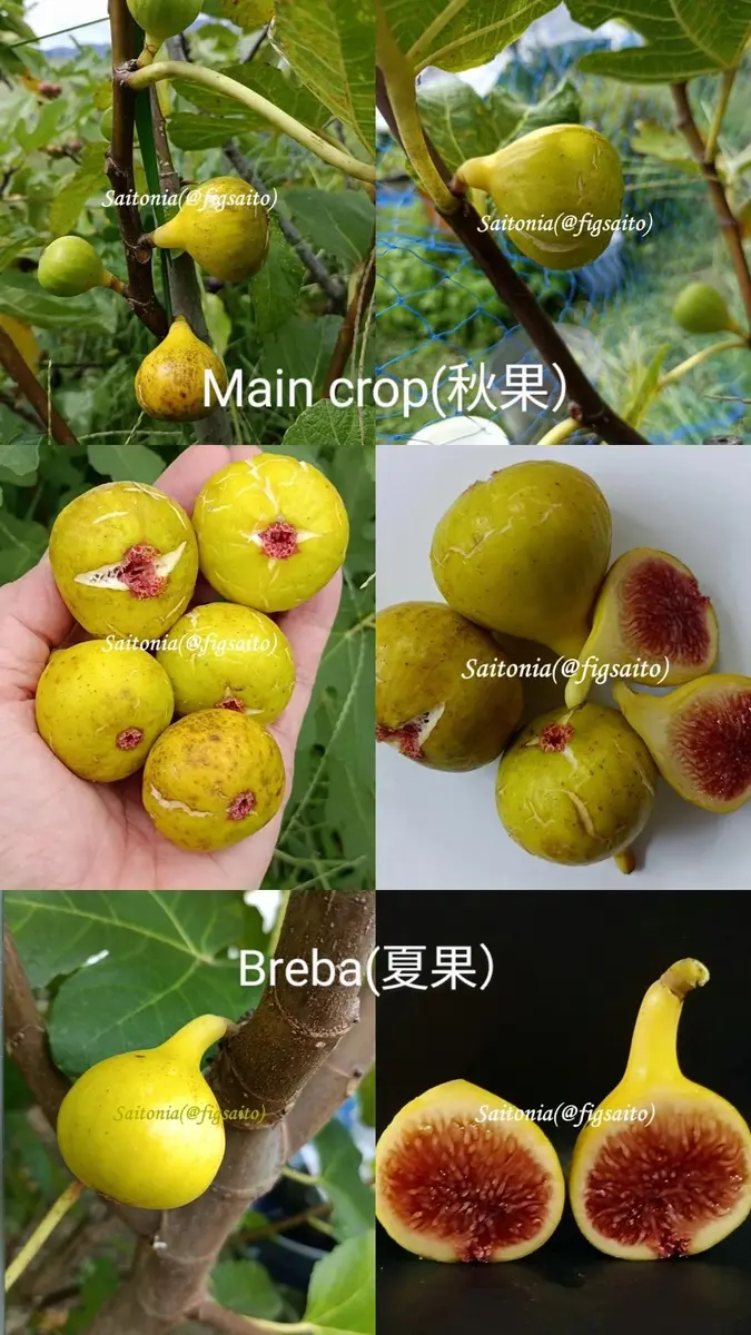 専用】Bordissot Negra Rimada BNR 実付き挿木苗 イチジク苗木