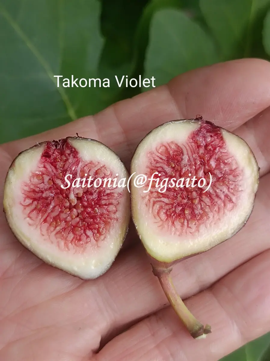 TakomaVioletの果肉。「カニ猫イチジク園」のアルバム-みんなの趣味の