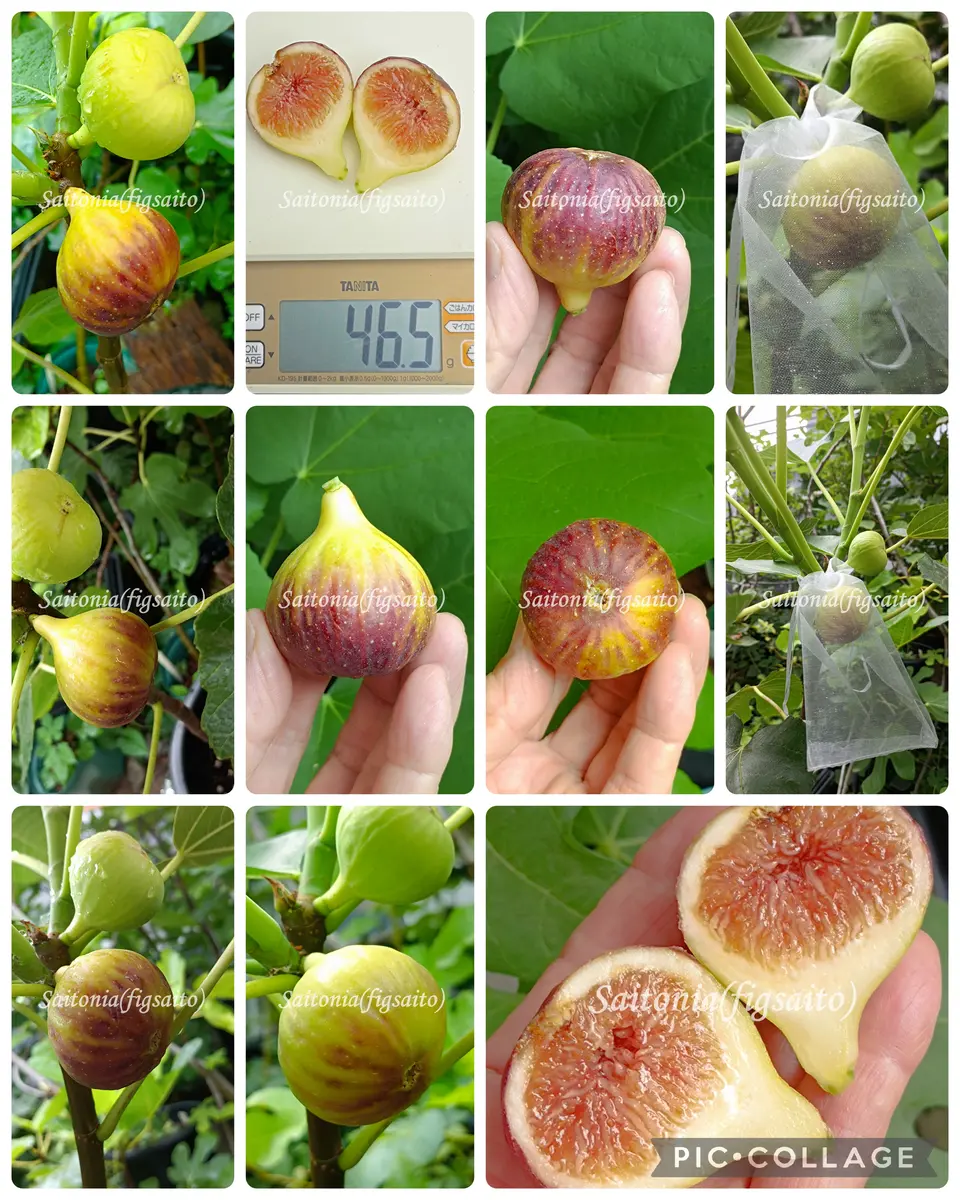 Tia イチジク Penya 公式通販 その① 穂木 珍しい品種Tia Penya穂木1本