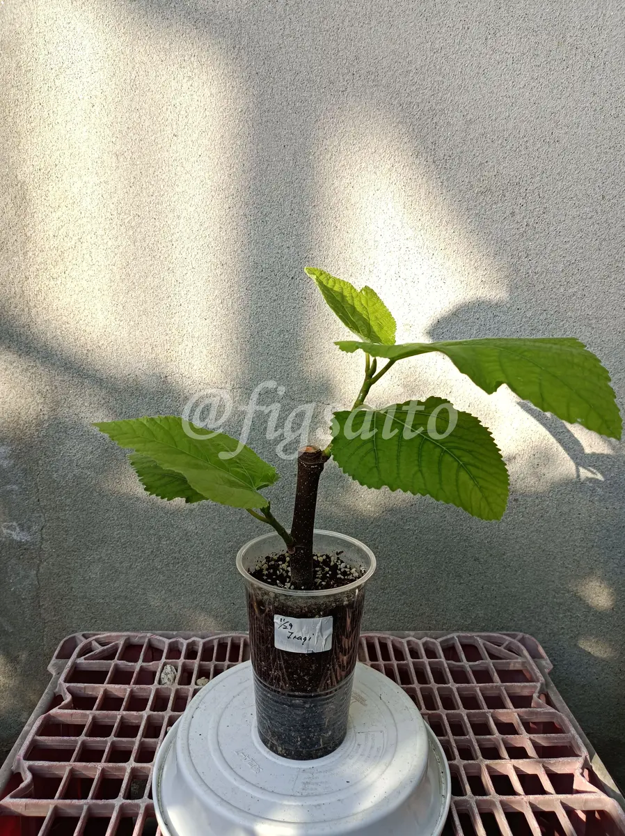 【専用】Unk Iraqi 挿木苗 イチジク 楽天市場】イチジク 苗 【ブラックイスキア】 1年生 挿し木