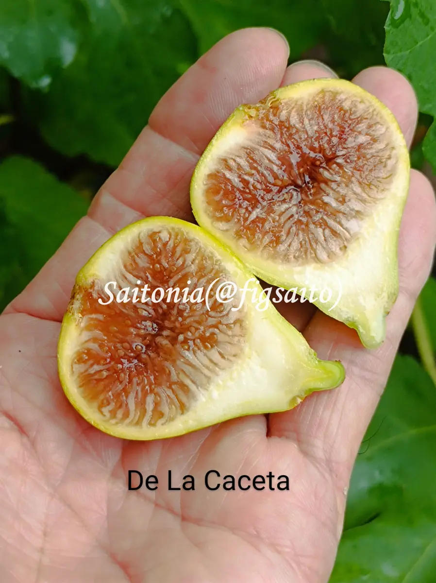 De La Caseta 挿木苗 イチジク De La Caseta 挿木苗 イチジク - メルカリ