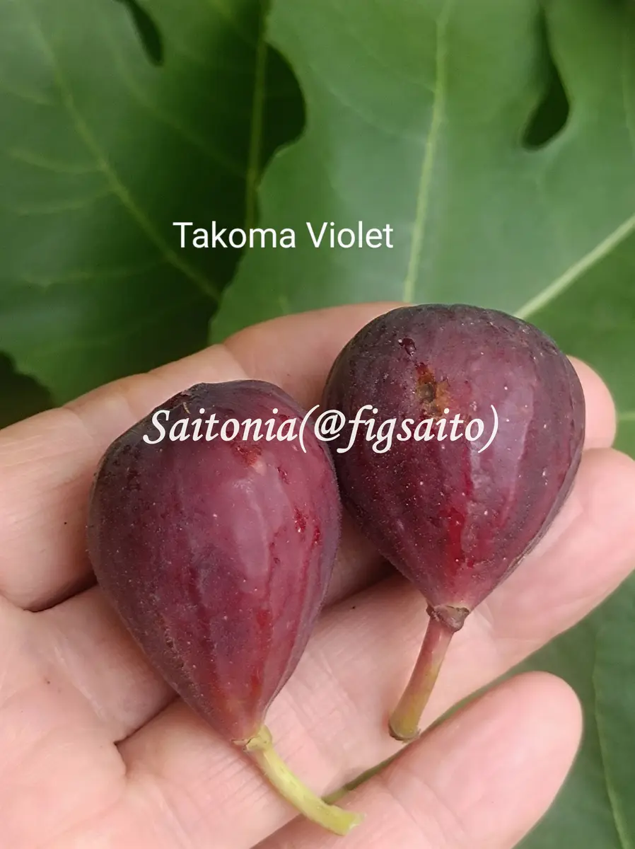 イチジクの品種:TakomaViolet聖リタと「カニ猫イチジク園」の