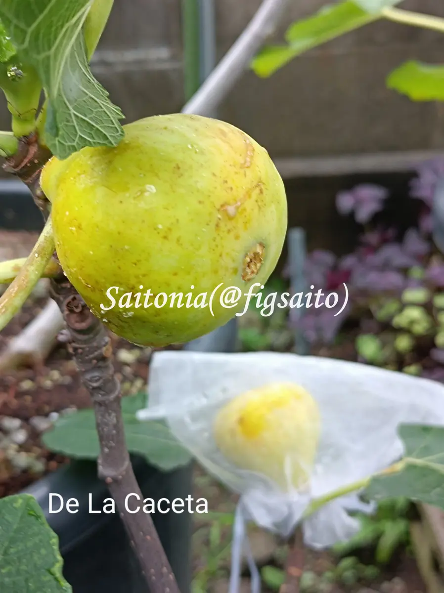 De La Caseta 挿木苗 イチジク De La Caseta 挿木苗 イチジク｜Yahoo!フリマ（旧PayPayフリマ）